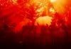 Red Dead Salvation: 14 Steps To Fix RDR2 Crashes Red Dead Redemption 2 the protagonists ride horses through a sunset